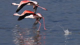 Ólommérgezésben pusztult el sok flamingó Cipruson