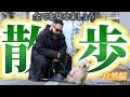 【犬の散歩】ドッグトレーナーの散歩に完全密着してみた