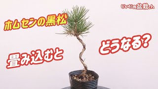 [Let's make a mini bonsai! ] Black pine convolution😱 / Pruning / Beginner