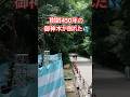 【京都 × 散策】樹齢450年の御神木が倒れる🌳💦|下鴨神社2026年6月16日