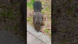 Белка в поисках орешка🐿️ squirrel looking for a nut #белочка #сочи #природа #животные #animals #top