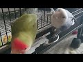 Nap &amp; Blue, Female Lovebird Shredding Paper ASMR ! #lovebird #cute #funny #bird  #entertaiment #asmr