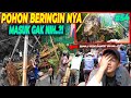 #EPS54 DEHAKIMS AVIARY | ADA KEPUTUSAN MENGEJUTKAN DALAM PENANAMAN POHON-POHON RAKSASA INI.