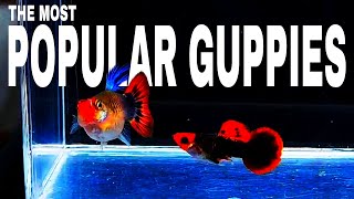 Top 10 Most Popular Guppy Fish of All Time | Beautiful Guppy Fish in the World