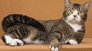 Американская жесткошерстная кошка - милая кудряшка Американская жесткошерстная кошка - милая кудряшка