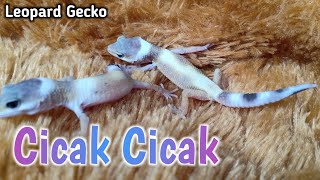 CICAK CICAK DI DINDING | Lagu Anak Indonesia ( No Copyright ) - Lizards