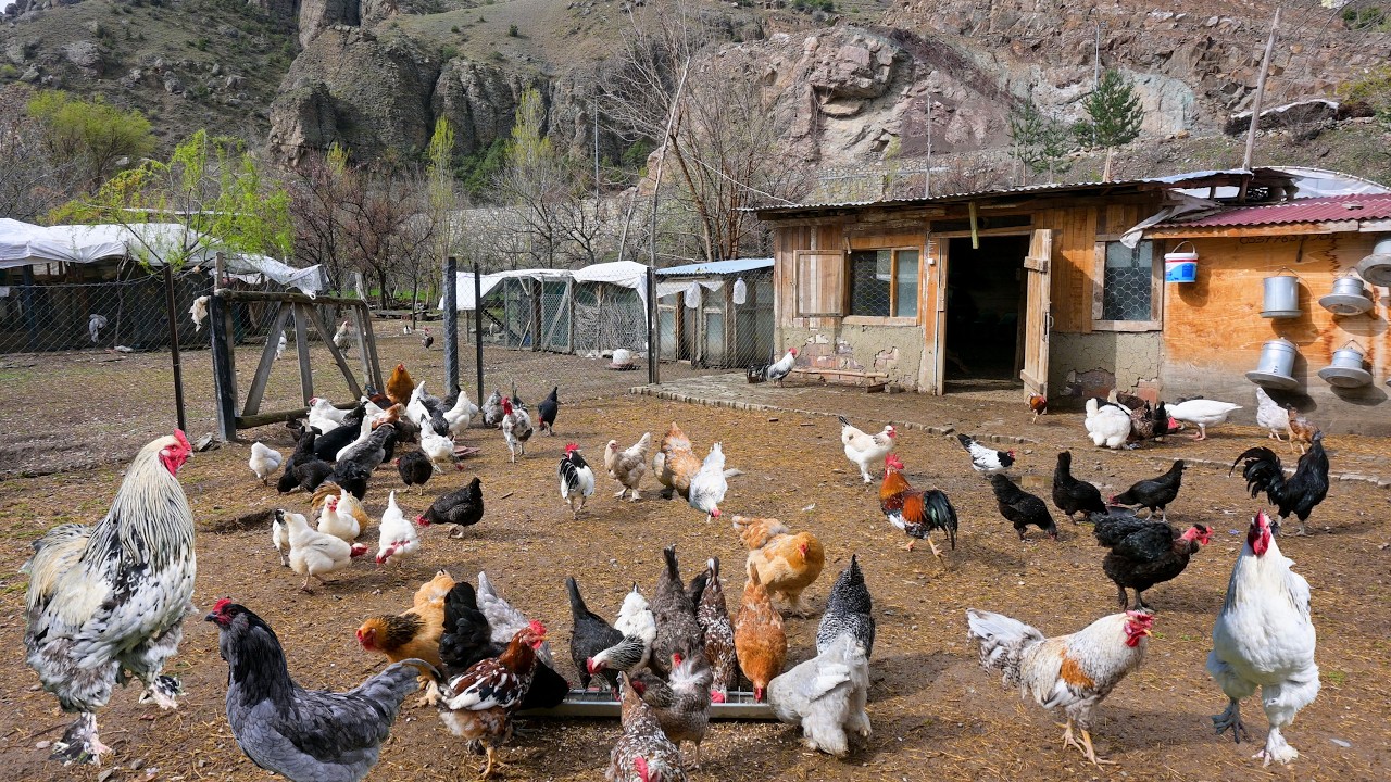Quail Farming & Egg Collecting - New Chick Growing Cage & Free-Range ...