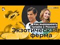 Как зарабатывают на папайе в Татарстане? Экзотическая ферма