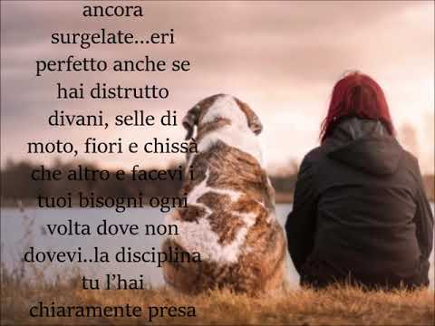 Video: Come scrivere una lettera al tuo vicino sul cane che abbaia