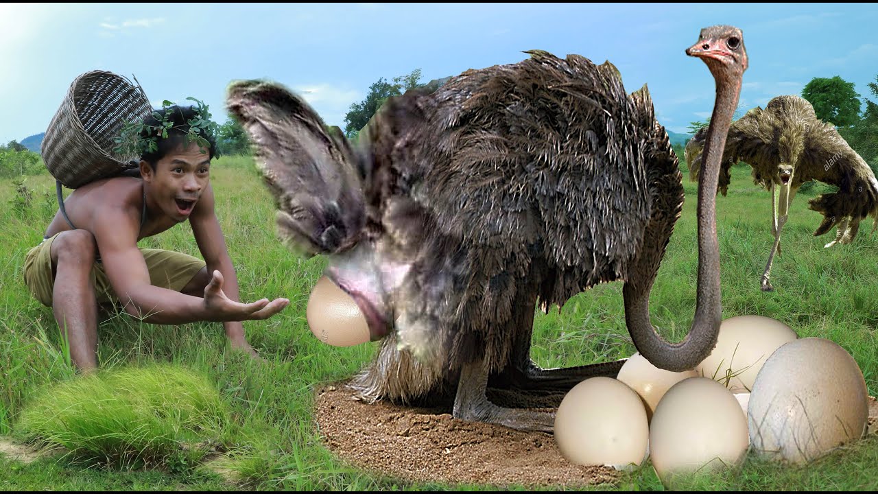 Survival in the rainforest with This area is rich life in Ostrich   cooking Ostrich Egg with Pumpkin