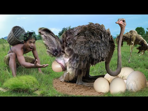 Ostrich Egg 🥚 Review…would you try it? 👀 #couple #ostrich #ostricheg, duck eggs eating