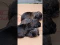 cutie puppies