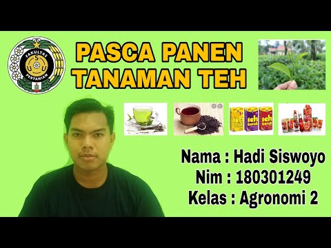 Video: Memanen Tanaman Teh - Tips Cara Memanen Camellia Sinensis