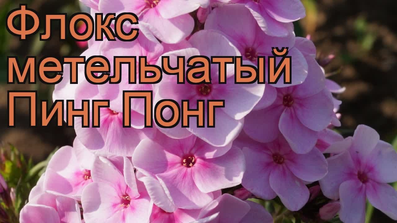 Флокс Пинг Понг: описание сорта, характеристики, посадка и уход, отзывы