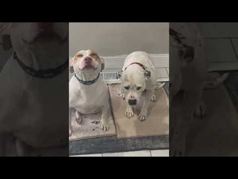 Video: Cítia psie čuch thc gummies?