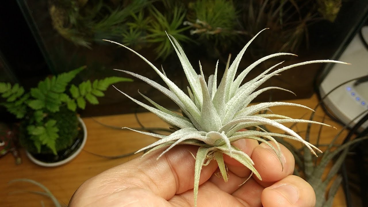 Tillandsia Carminea wild 速達発送 Tillandsia Showcase Released on June 23, 2026 - YouTube