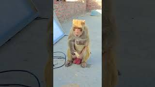 cut Jaaye Sankat ke Sharan Mein# YouTube shot #monkey #video #viral