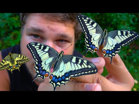 Old World Swallowtail [Papilio machaon]: Life Cycle & Biology - ButterflyCycles