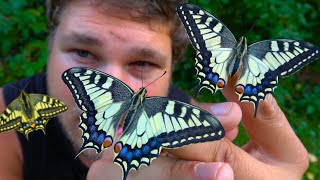 Old World Swallowtail [Papilio machaon]: Life Cycle & Biology  ButterflyCycles