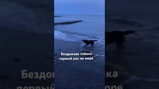 Бездомная собака первый раз на море