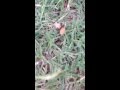 Velvet Ant walking around Phoenix, AZ
