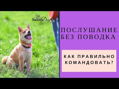 Послушание без поводка.