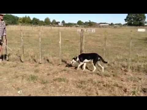 sheepdog-training-methods-with-maurie-hone