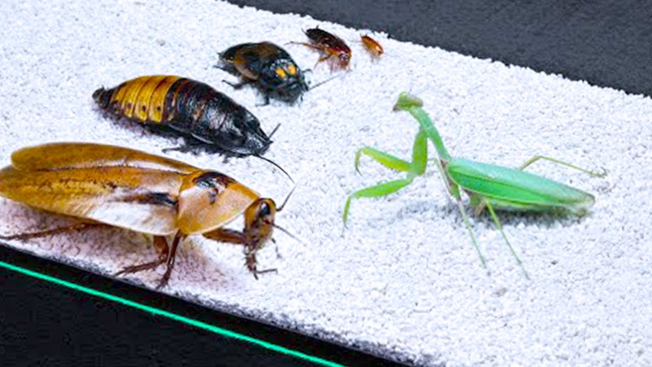 Download 15 Craziest Fights In The Insects Kingdom
