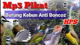 Anti Boncoz. Sriganti,Trucukan,Kolibri,Sikatan,Prenjak Mp3