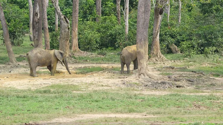 Forest Elephants, mud bath, Dzanga Sangha, Central...