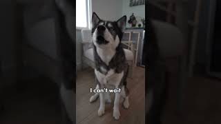 My dog tells us how he feels about his new brother (he speaks!!) #dog #dogs #dogshorts #shorts