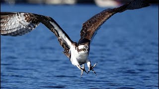Lake Sammamish osprey catches a yellow perch.