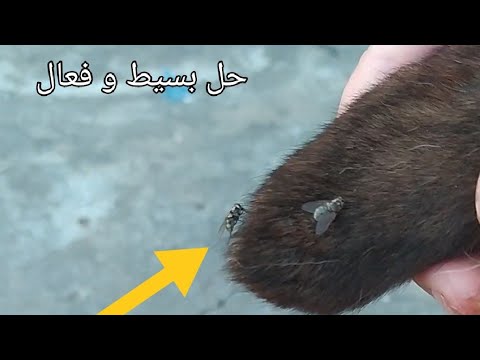 فيديو: كيفية إبعاد الذباب عن الكلاب