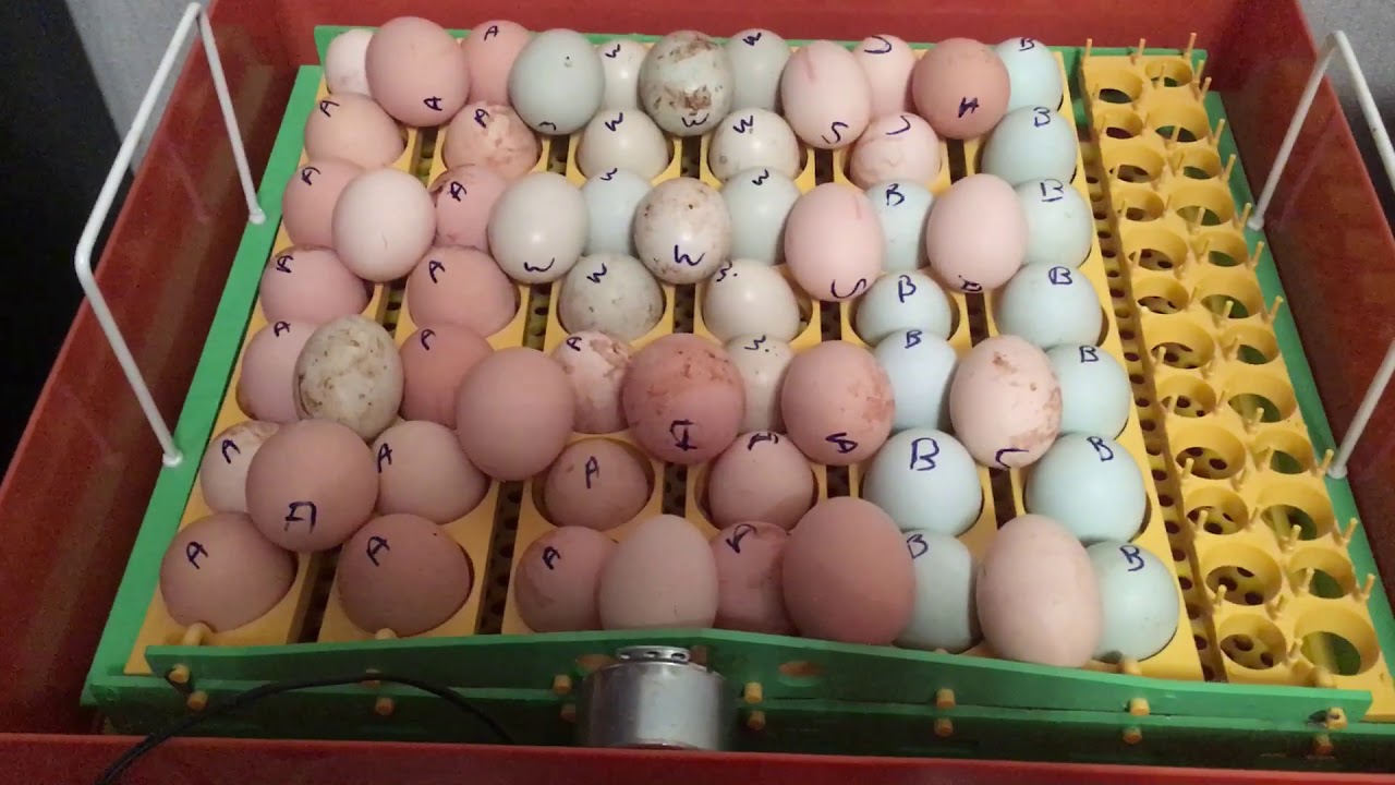 VGS 49 Kuluçka Makinası Yeni ve Fazla Yumurta yükleme