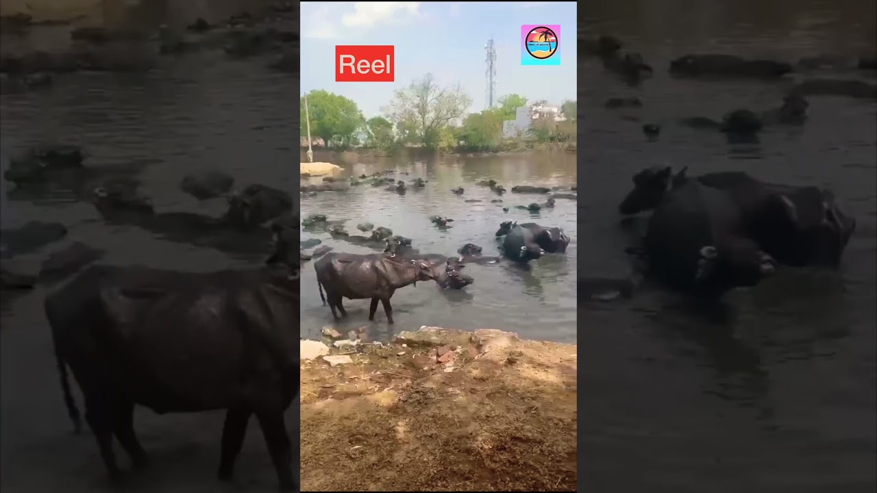 Reels Vs Real.. Buffalo 🦬 enjoying pool party 🎈 