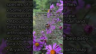Native Plants Bring Gardens to Life