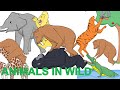 Wild Animals in Forest | Short Cartoon Film for Kids