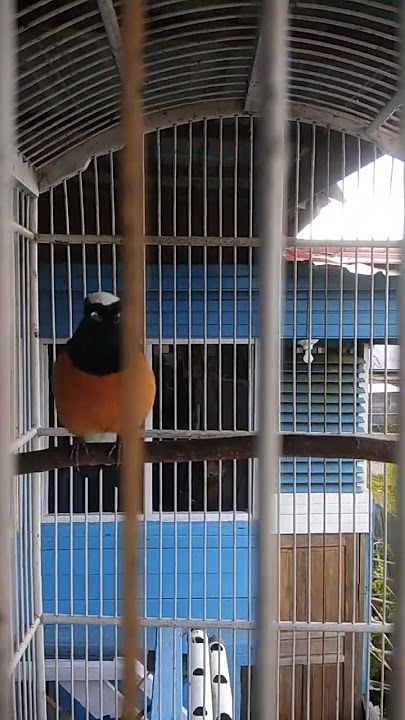 murai haji #borneo #burung
