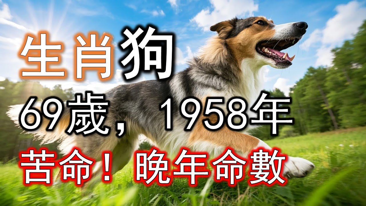 1958年屬狗人，2026年苦命！晚年命數#生肖狗#屬狗人#1958 狗