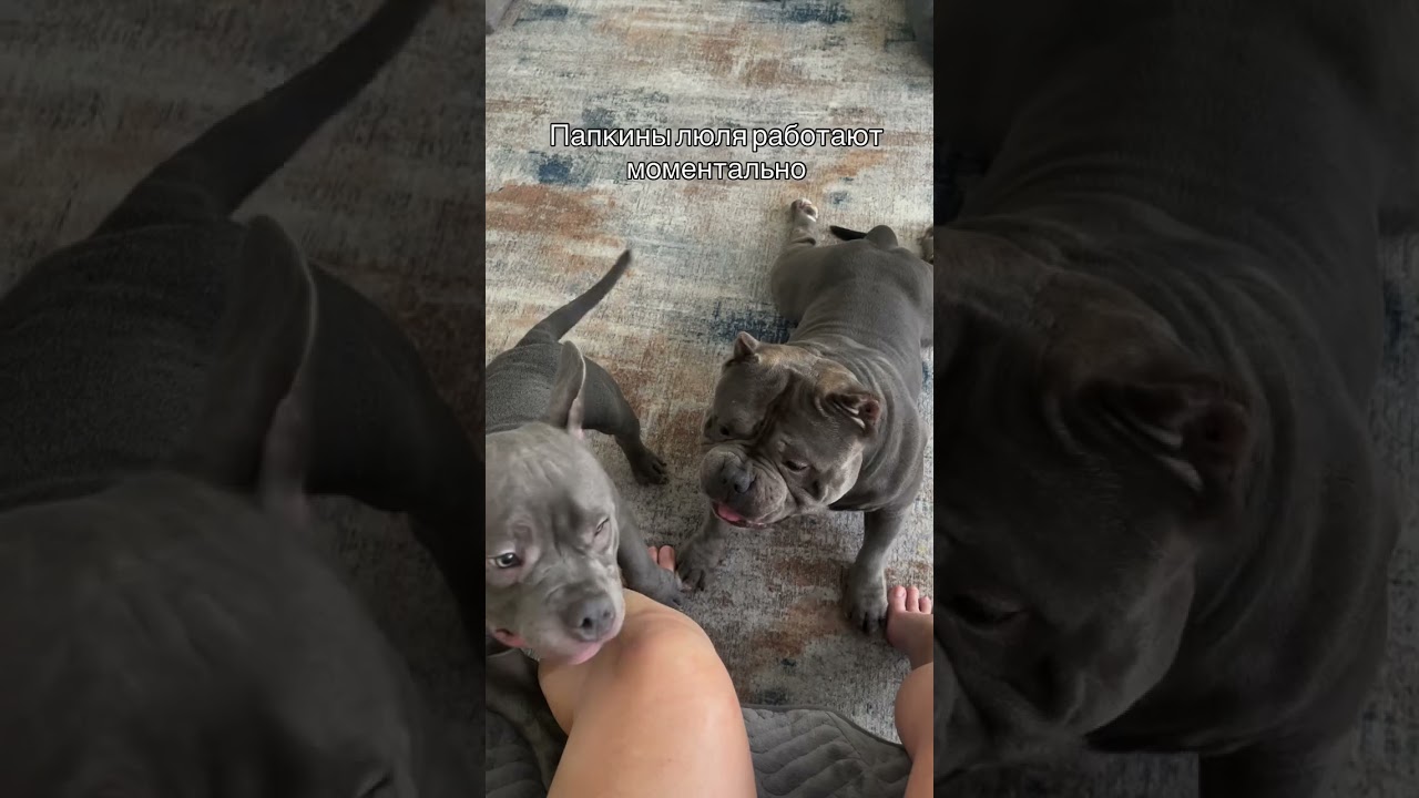 Понимание с полуслова 🤣 