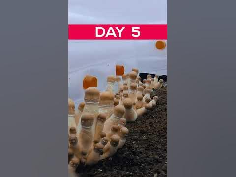 Growing Mushroom Timelapse #Timelapse - YouTube