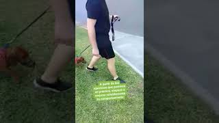 Tratamiento de Nino, #perro #Salchicha #reactivo ante la #aparición de otros #perros en el #paseo by Adiestrados - Adiestramiento Canino 33 views 6 months ago 3 minutes, 43 seconds