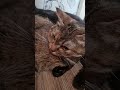 А у нас пополнение