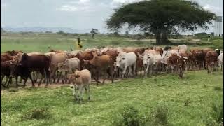 African cows / kundi la ngombe