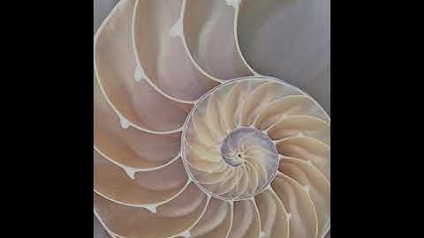 SSDB - Micro-cosmos/Macro-cosmos