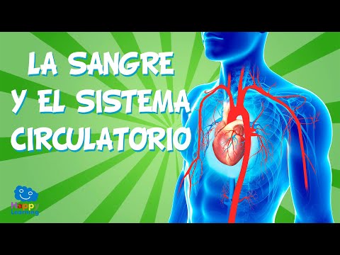 Vídeo: El sistema circulatori transporta missatgers químics?