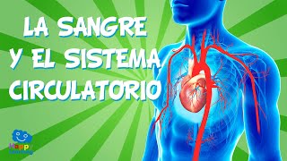 LA SANGRE Y EL SISTEMA CIRCULATORIO | Videos Educativos para Niños