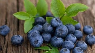 6 Manfaat Buah Blueberry Yang Jarang Orang Ketahui
