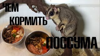 Чем накормить сахарных поссумов? Чем накормить сахарных поссумов?