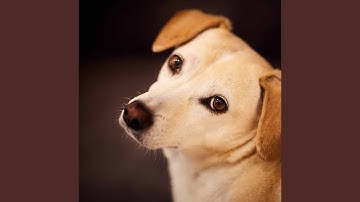 Wicked Backdrops for A Chilled Doggo